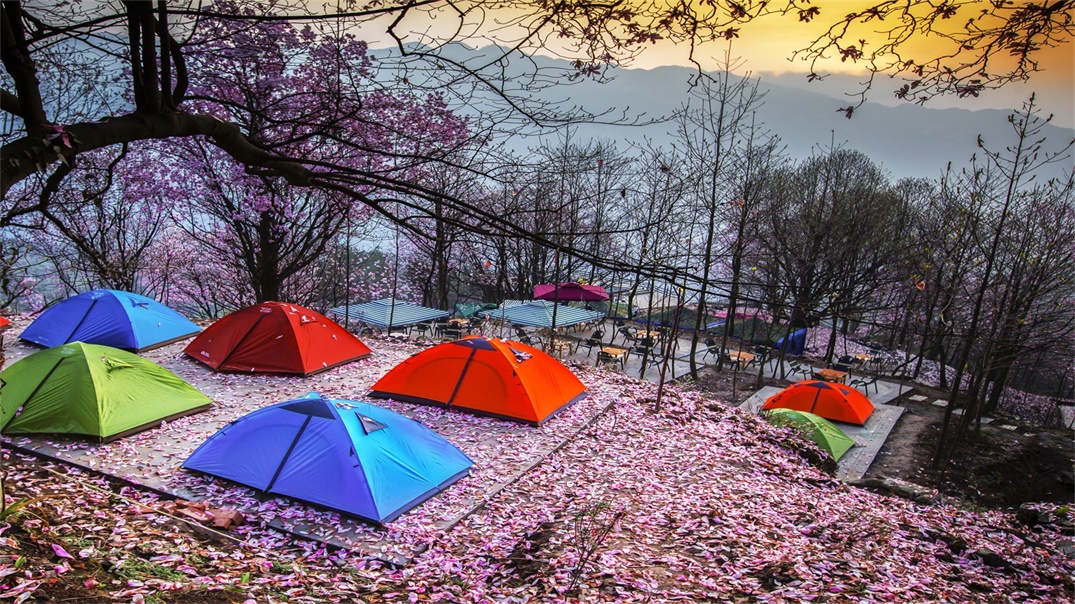 九皇山辛夷花 九皇山辛夷花
