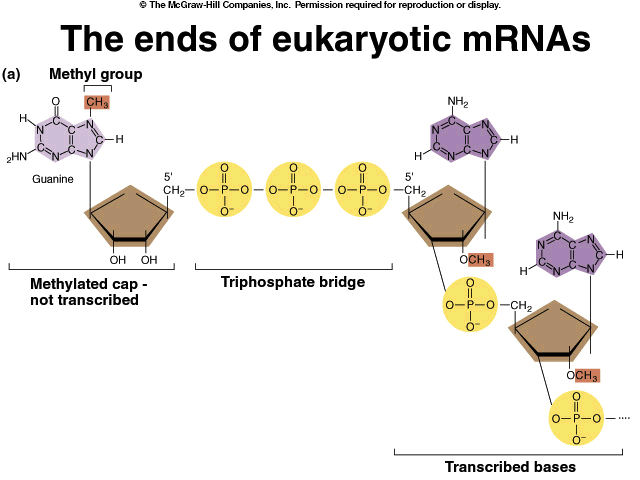 核糖核酸(rna) 核糖核酸(rna)