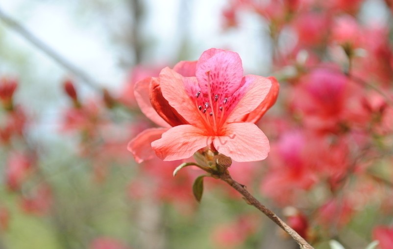 无锡市市花