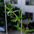 白花蛇舌草(茜草科耳草属植物) 白花蛇舌草(茜草科耳草属植物)