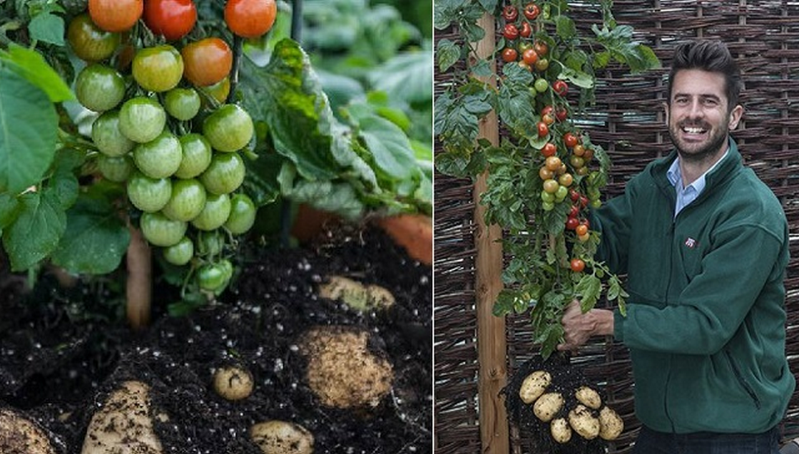 tomtato tomtato