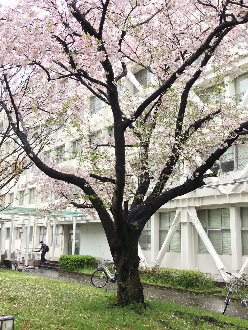 北九大樱花烂漫时 北九大樱花烂漫时