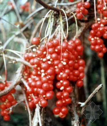 五味子(八角目八角科植物) 五味子(八角目八角科植物)