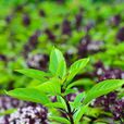 九层塔(唇形目唇形科植物)