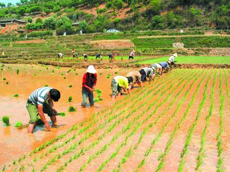 仁和区水稻栽种 仁和区水稻栽种