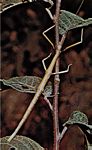 普通竹节虫(Diapheromera femorata)