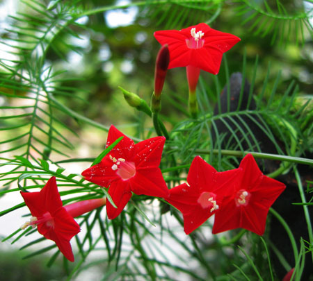 五星花 五星花