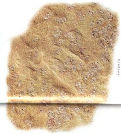 介形虫 介形虫