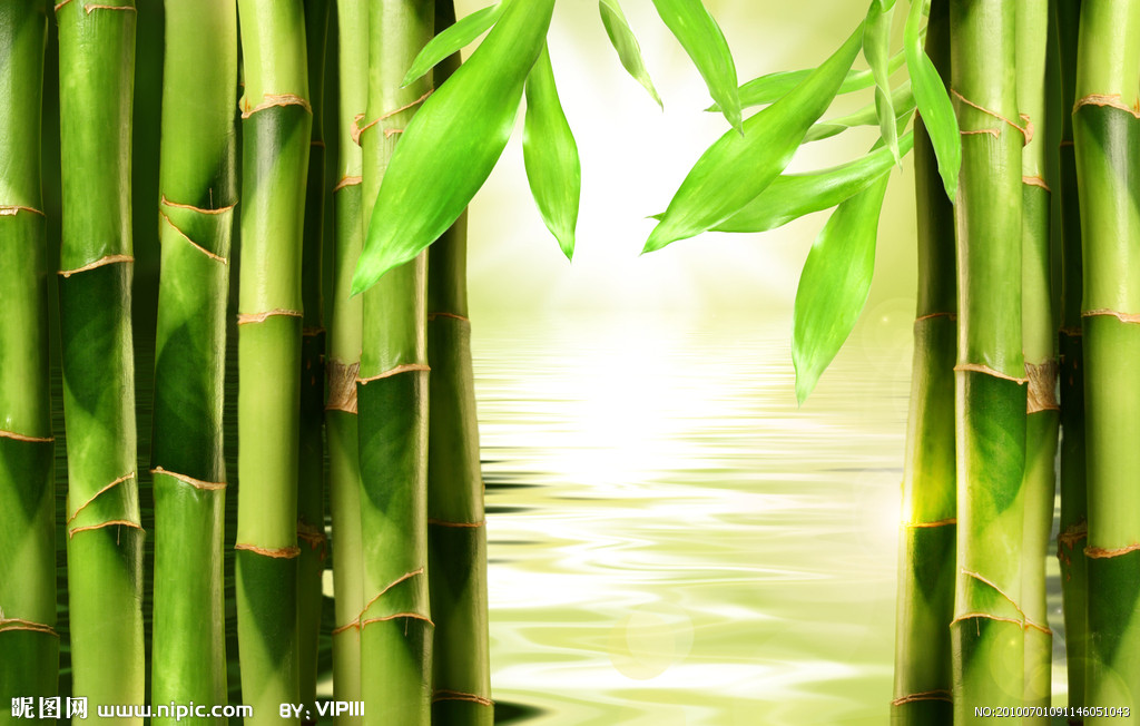竹(禾本目禾本科植物) 竹(禾本目禾本科植物)