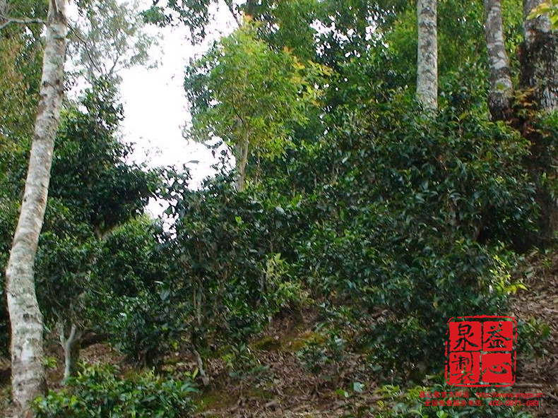 优质普洱茶产业 优质普洱茶产业