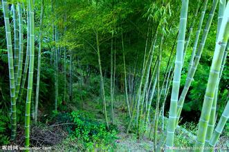 竹(禾本目禾本科植物) 竹(禾本目禾本科植物)